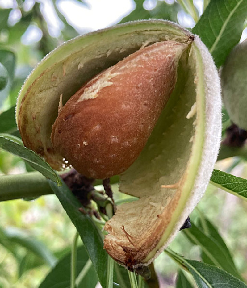 Mandel (Prunus dulcis) VAIRO - Tutifruti, s.r.o.