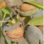 BIO Mandľa (Prunus dulcis) MAKAKO