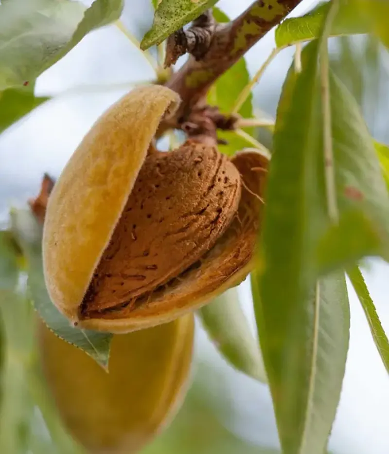 Mandel (Prunus dulcis) MARINADA - Tutifruti, s.r.o.