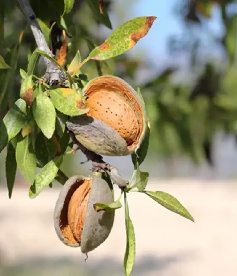 Mandel (Prunus dulcis) PENTA - Tutifruti, s.r.o.
