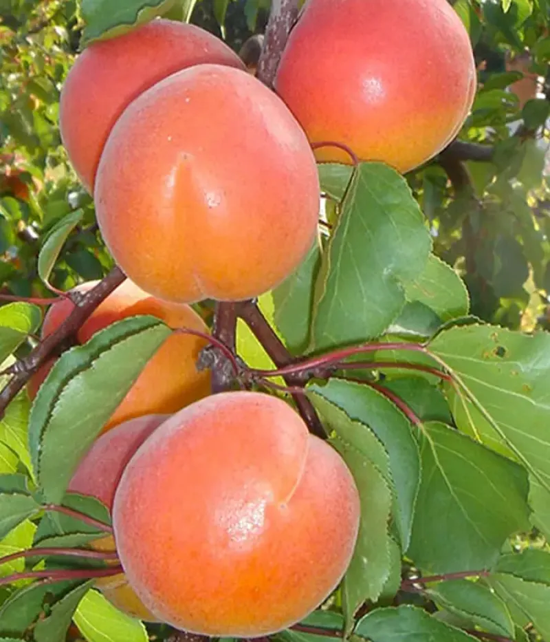 Aprikosenbaum (Prunus armeniaca) BERGEVAL AVICLO - Tutifruti, s.r.o.