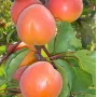 Apricot (Prunus armeniaca) BERGEVAL® AVICLO