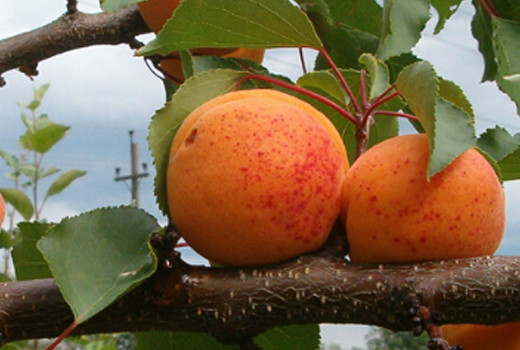 Aprikosen für die Gesundheit: Nährwertprofil, Augen & Herz