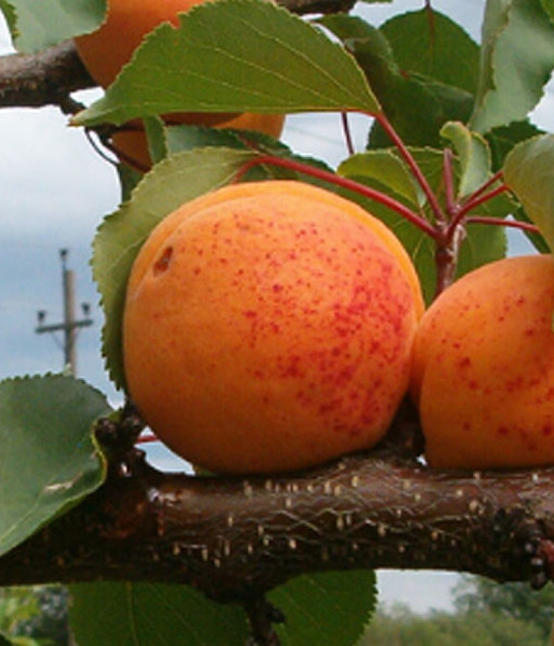 Aprikose (Prunus armeniaca) DAIGA - Tutifruti, s.r.o. (SK)