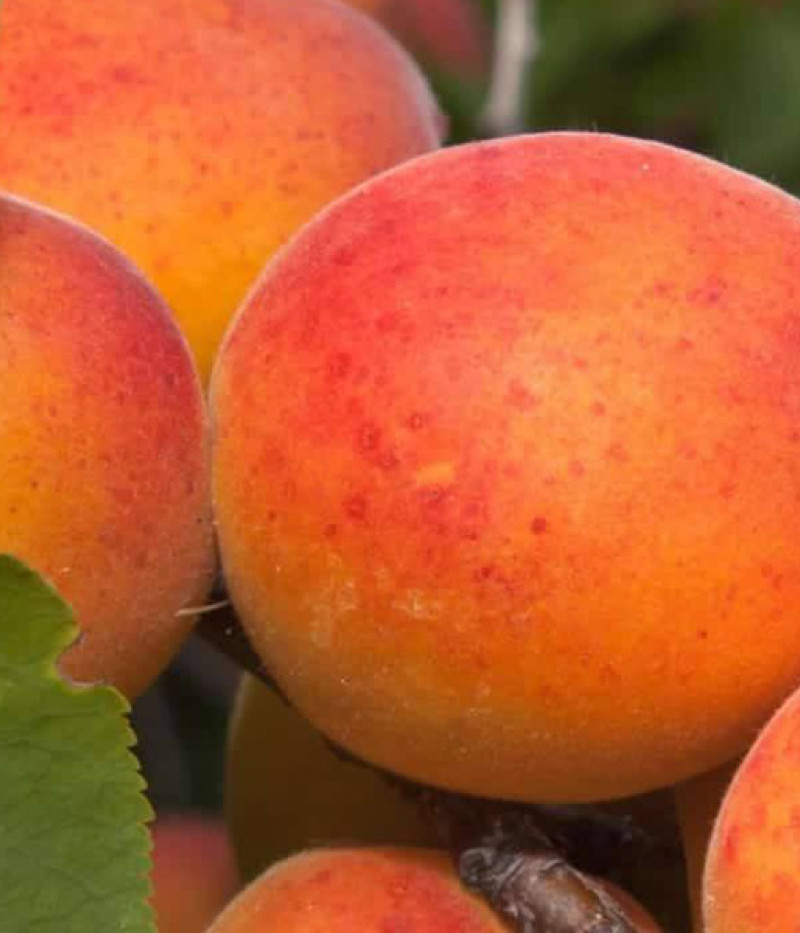 Aprikose (Prunus armeniaca) DZINTARS - Tutifruti, s.r.o. (SK)
