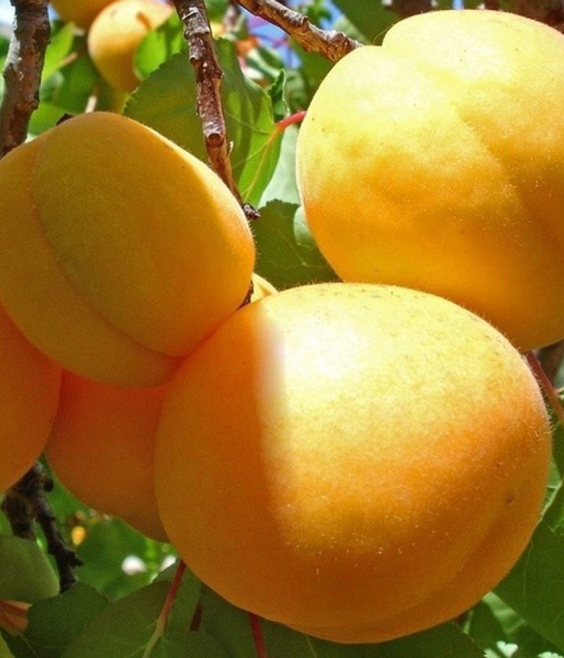 Columnar apricot  GOLDEN SUN - Tutifruti SK