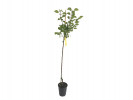 Aprikosenbaum (Prunus armeniaca) HARCOT - Tutifruti SK Aprikosenbaum (Prunus armeniaca) HARCOT - Tutifruti SK