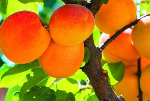 All About Apricots: Origin, Botany, and Growing Needs