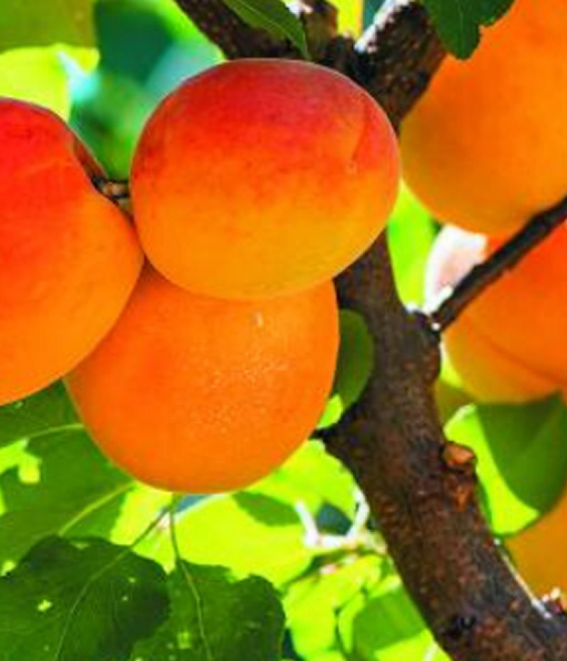 Marhuľa (Prunus armeniaca) KRASNOŠČOKIJ - Tutifruti, s.r.o. (SK)