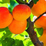 Aprikose (Prunus armeniaca) KRASNOŠČOKIJ