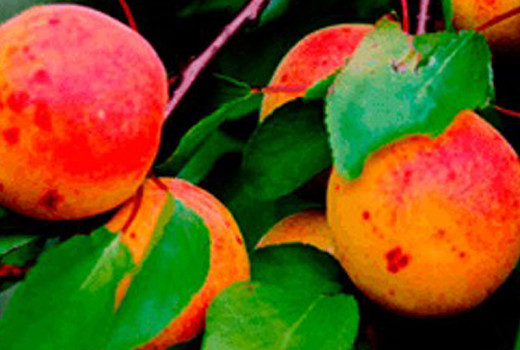 All About Apricots: Origin, Botany, and Growing Needs