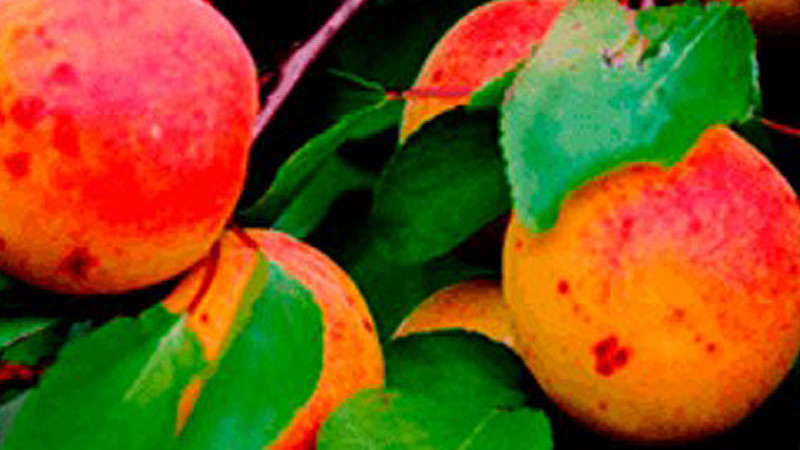 Alles über Aprikosen: Herkunft, Botanik und Anbauanforderungen