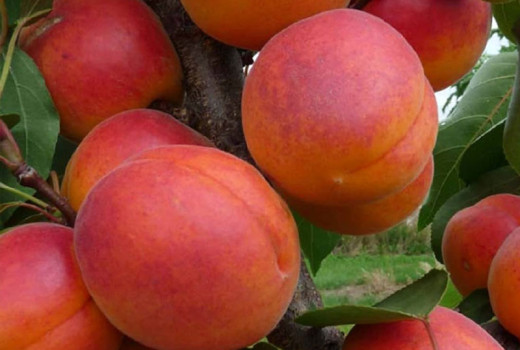 Aprikosen Dimaija und Velta: Nordische Lebenselixiere im Check