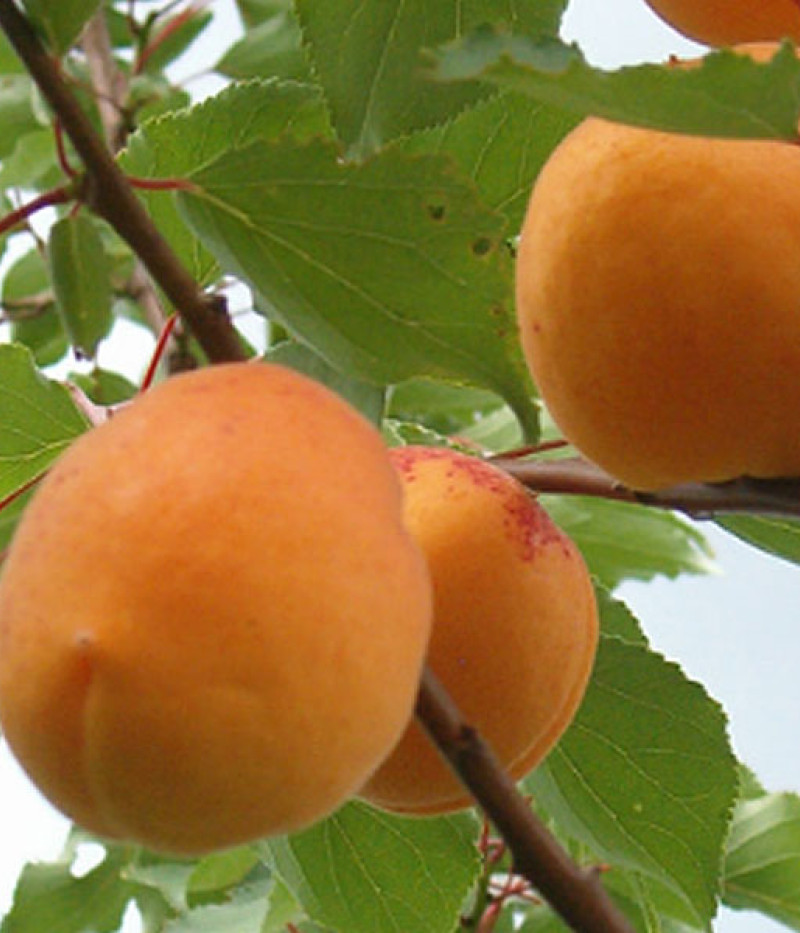Aprikose (Prunus armeniaca) VELTA - Tutifruti, s.r.o. (SK)