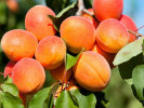 BIO Säulen aprikose ARMI COL - Tutifruti SK