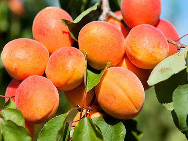 BIO Säulen aprikose ARMI COL - Tutifruti SK