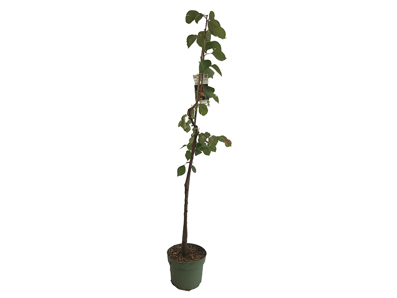BIO Säulen aprikose ARMI COL - Tutifruti SK BIO Säulen aprikose ARMI COL - Tutifruti SK