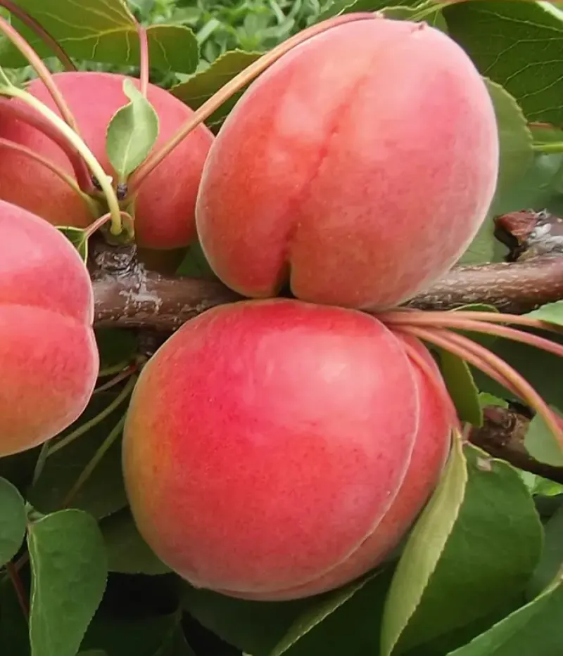 Aprikosenbaum (Prunus armeniaca) BERGAROUGE - Tutifruti, s.r.o.