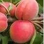Marhuľa (Prunus armeniaca) BERGAROUGE