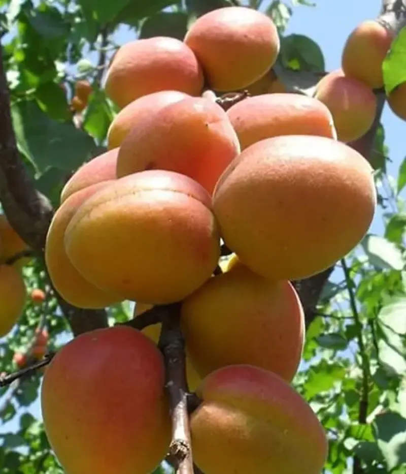 Aprikose (Prunus armeniaca) CARMELA - Tutifruti, s.r.o.
