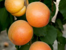 Säulen aprikose COMPACTA - Tutifruti SK Säulen aprikose COMPACTA - Tutifruti SK