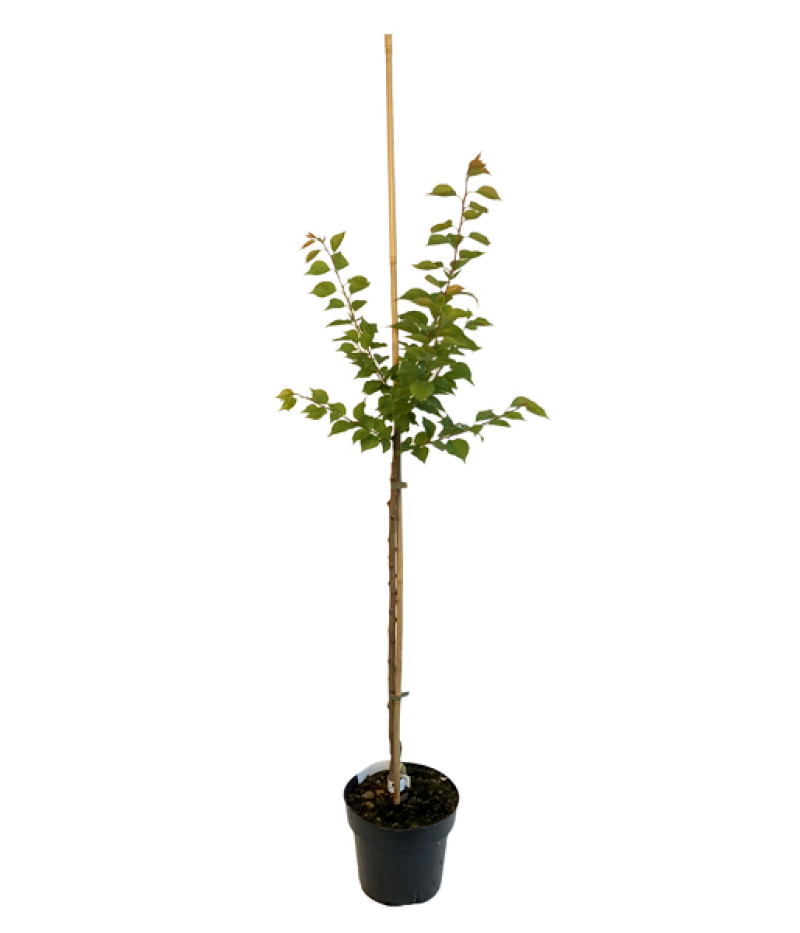 Columnar apricot COMPACTA - Tutifruti SK
