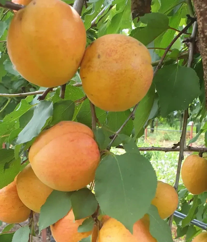 Aprikose (Prunus armeniaca) DACIA - Tutifruti, s.r.o.