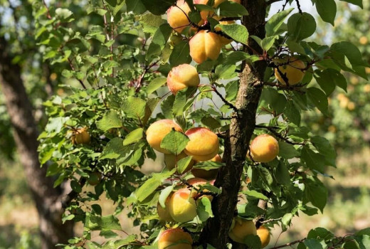 Die Aprikosen, die den Frost besiegten: Wie Lettlands eisiges Klima die antioxidantienreichsten Aprikosen des Kontinents hervorbrachte