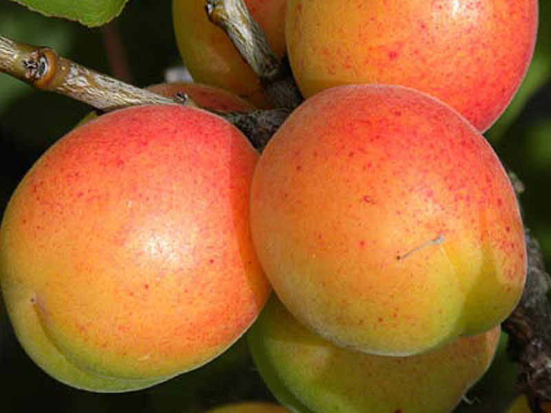 Aprikosenbaum (Prunus armeniaca) EARLY ORANGE