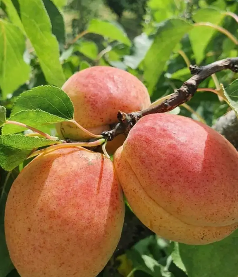 Aprikose (Prunus armeniaca) FAVORIT - Tutifruti, s.r.o.