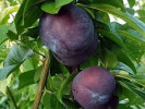 Aprikose x Pflaume GLOBUS - Tutifruti SK Aprikose x Pflaume GLOBUS - Tutifruti SK
