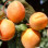 Apricots: Science of Quality, Taste, and Modern Processing