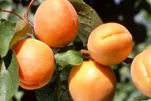 Apricots: Science of Quality, Taste, and Modern Processing