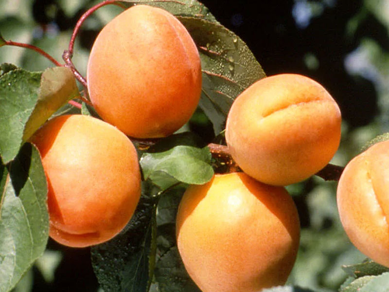 Aprikosenbaum (Prunus armeniaca) GOLDRICH