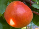 Aprikosenbaum (Prunus armeniaca) HARCOT - Tutifruti SK Aprikosenbaum (Prunus armeniaca) HARCOT - Tutifruti SK