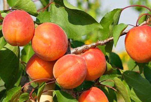 Überleben im Norden: Wir stellen die frostharten Aprikosen 'Dzintars', 'Daiga', 'Lāsma', 'Velta' und 'Krasnoschtschokij' vor