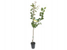 Aprikosenbaum (Prunus armeniaca) HAGRAND - Tutifruti SK Aprikosenbaum (Prunus armeniaca) HAGRAND - Tutifruti SK