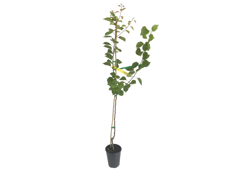 Aprikosenbaum (Prunus armeniaca) HAGRAND - Tutifruti SK Aprikosenbaum (Prunus armeniaca) HAGRAND - Tutifruti SK