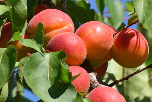 Apricots & Health: How Antioxidants Fight Aging