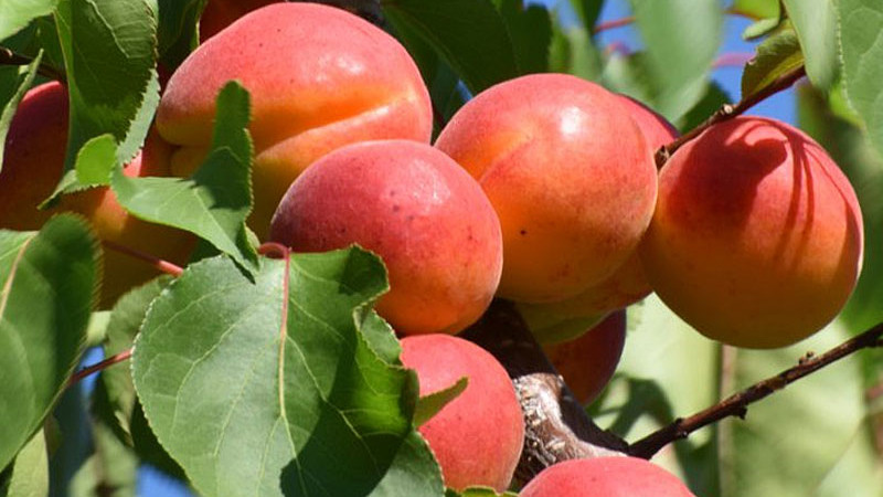 Aprikosen & Gesundheit: Wie Antioxidantien das Altern bekämpfen