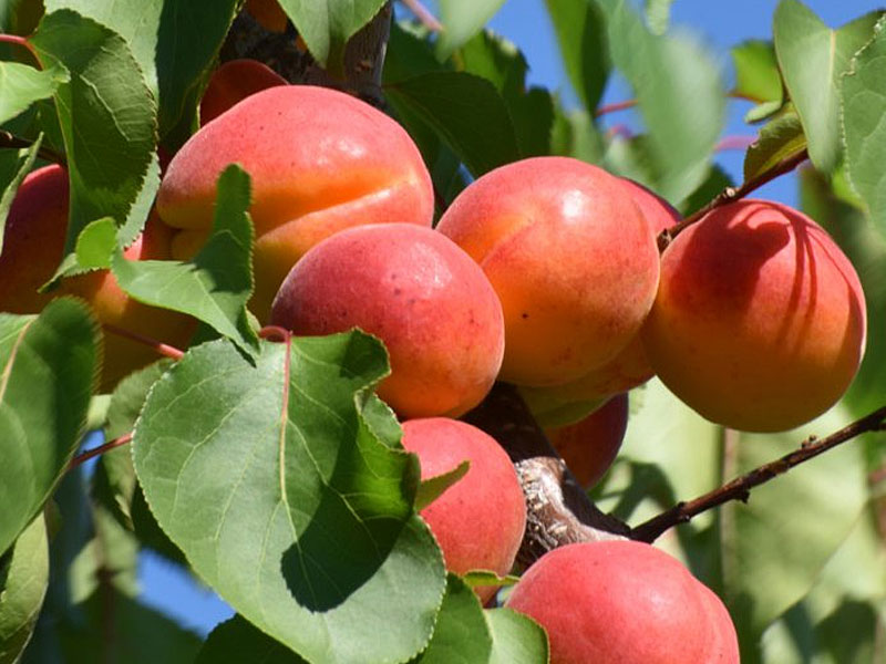 Aprikosenbaum (Prunus armeniaca) HARLAYNE - Tutifruti SK Aprikosenbaum (Prunus armeniaca) HARLAYNE - Tutifruti SK