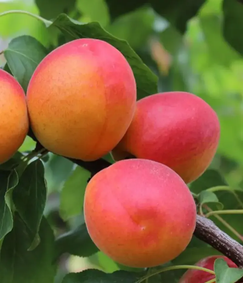 Aprikosenbaum (Prunus armeniaca) LADY COT - Tutifruti, s.r.o.