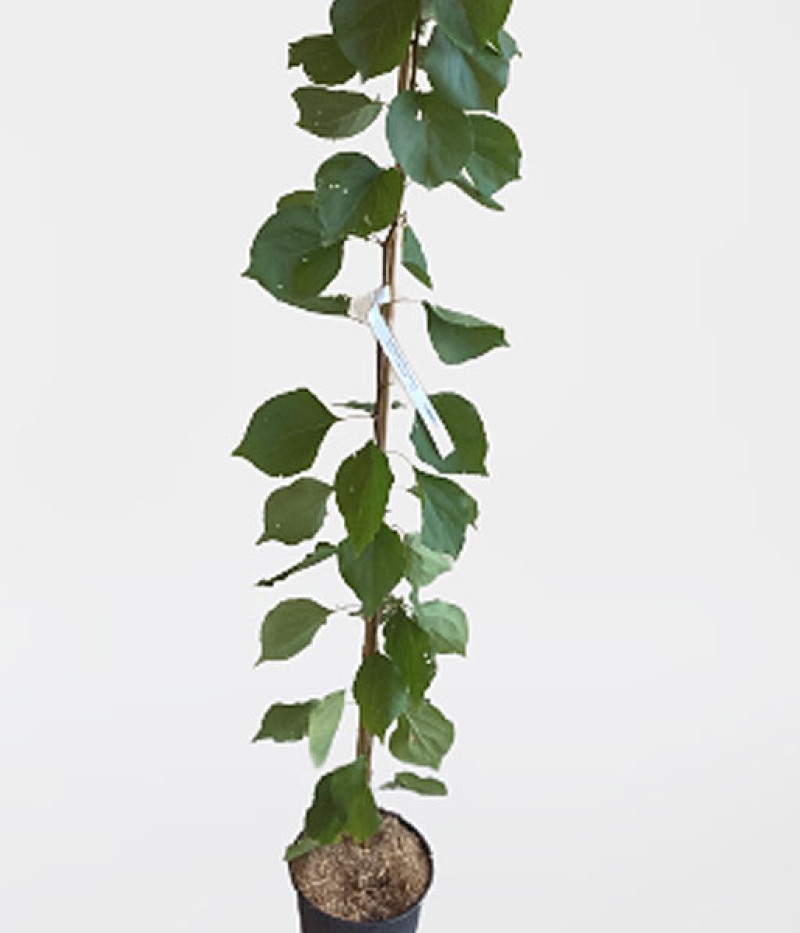 Apricot (Prunus armeniaca) OSOBLIVY DENISYUKA - Tutifruti SK