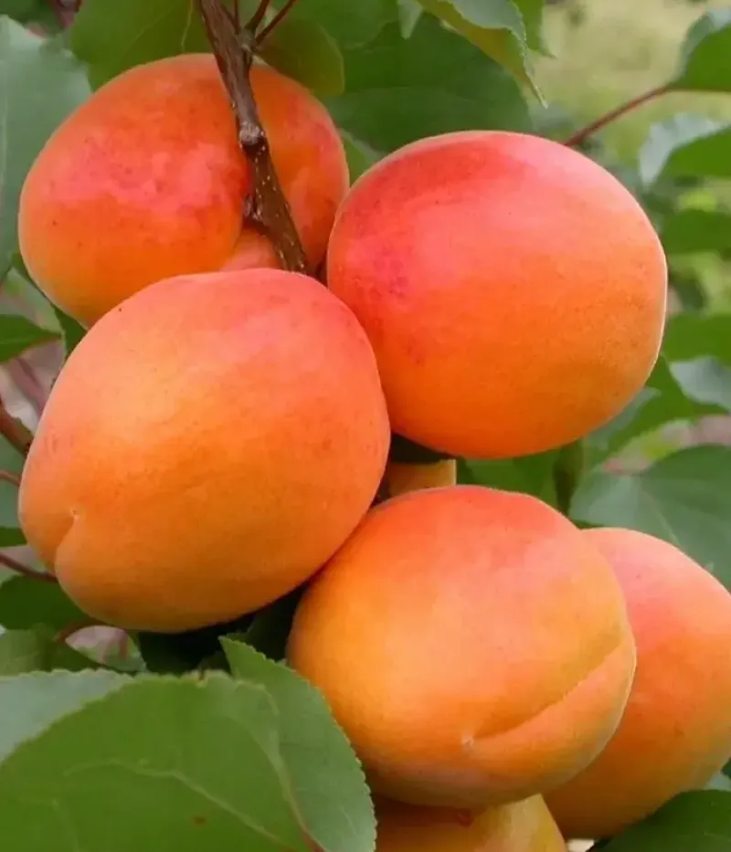 Aprikose (Prunus armeniaca) OLIMP - Tutifruti, s.r.o.