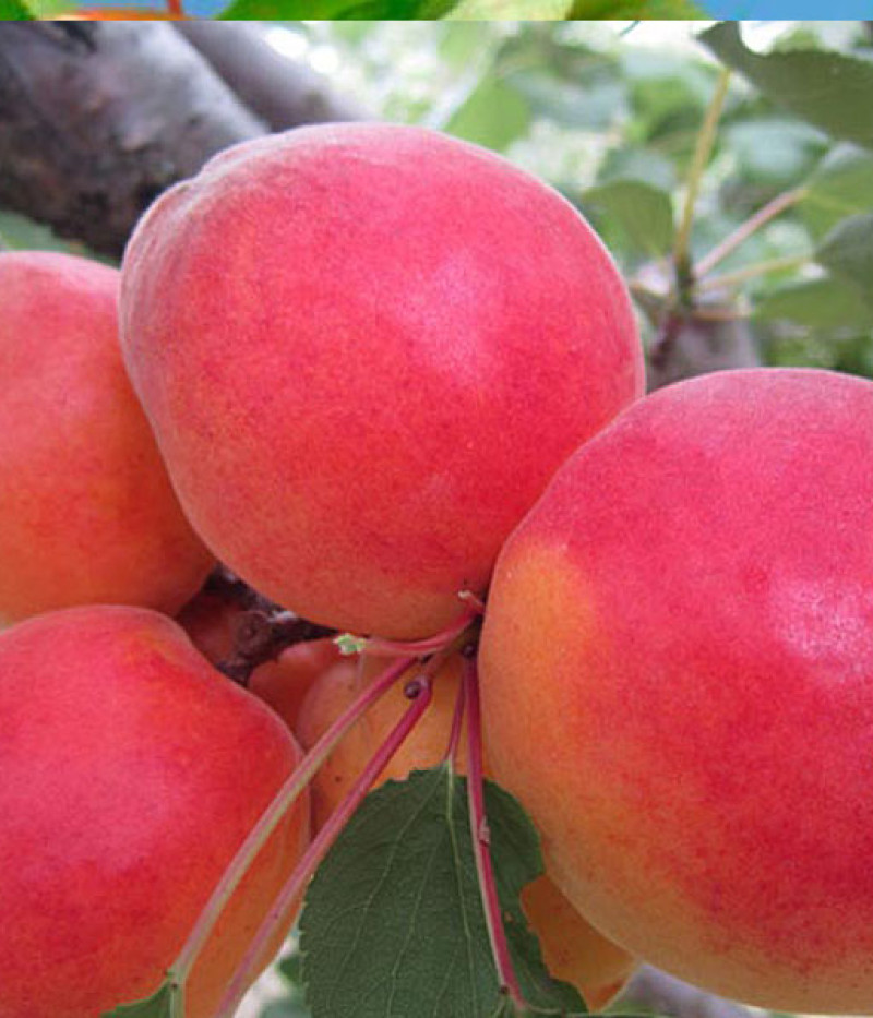 Apricot (Prunus armeniaca) OSOBLIVY DENISYUKA - Tutifruti SK