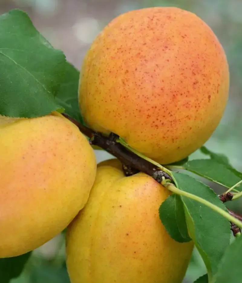 Aprikose (Prunus armeniaca) RAREȘ - Tutifruti, s.r.o.