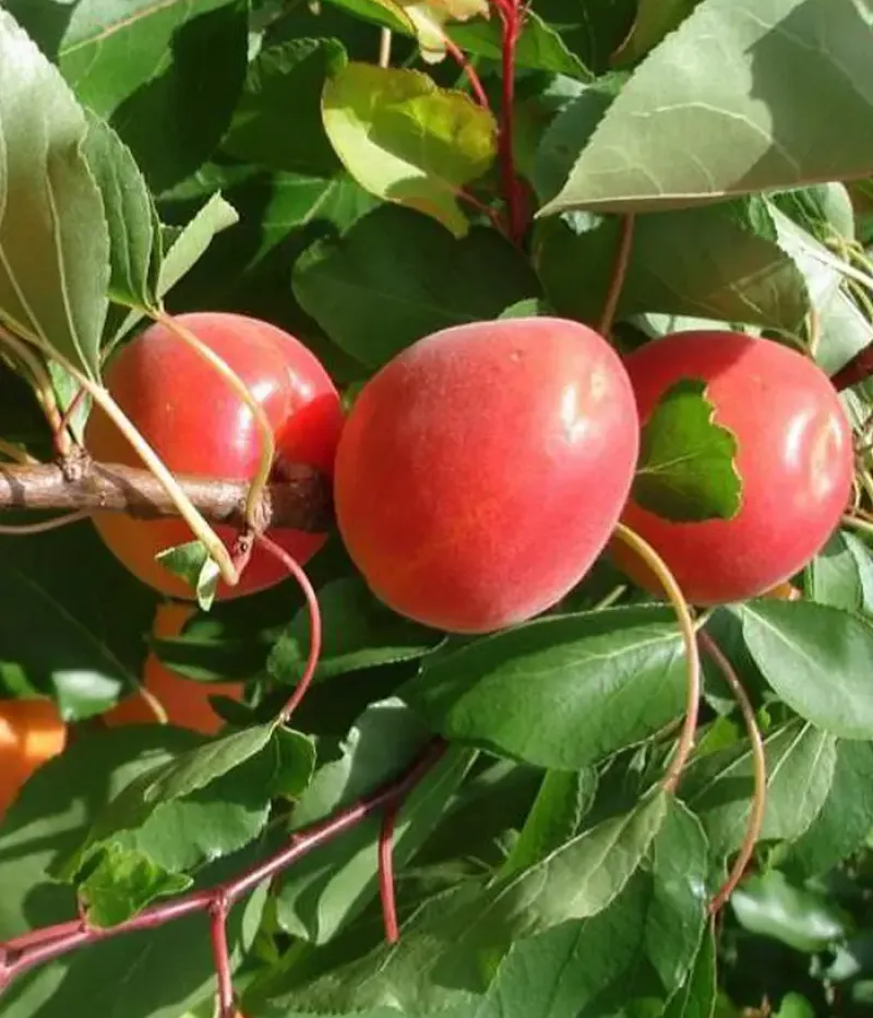 Aprikosenbaum (Prunus armeniaca) SPRING BLUSH - Tutifruti, s.r.o.