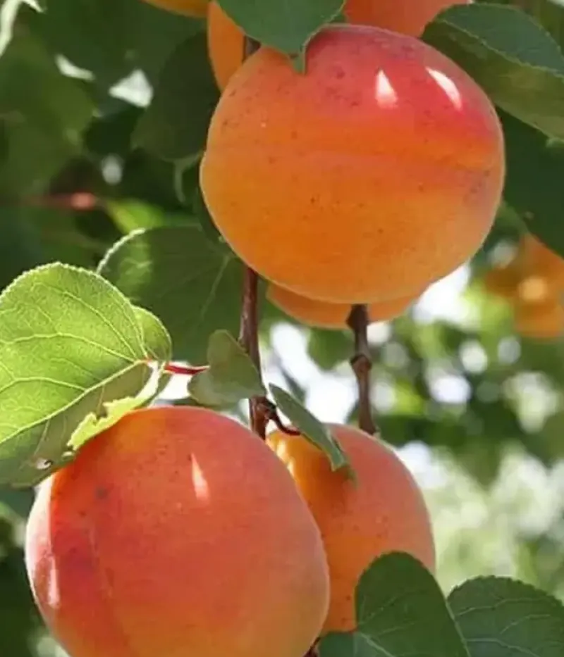 Aprikose (Prunus armeniaca) TUDOR - Tutifruti, s.r.o.