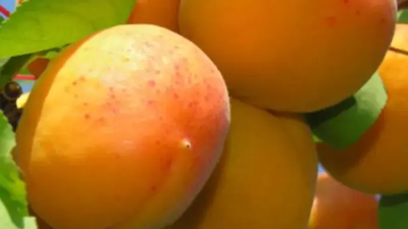 'Dimaija' Aprikose: Die nordische Antioxidantien-Königin (Exklusiv)