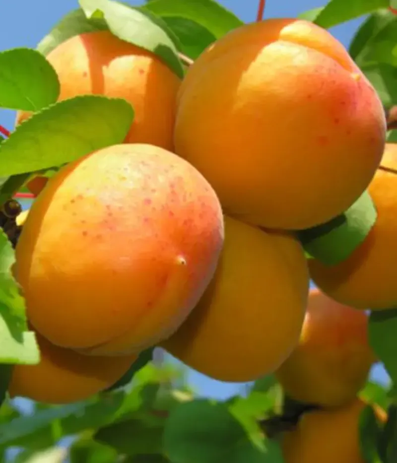 Aprikose (Prunus armeniaca) VALERIA - Tutifruti, s.r.o.